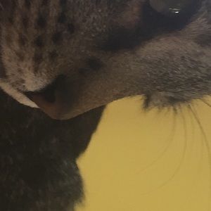 Meet your Posher, Sharon